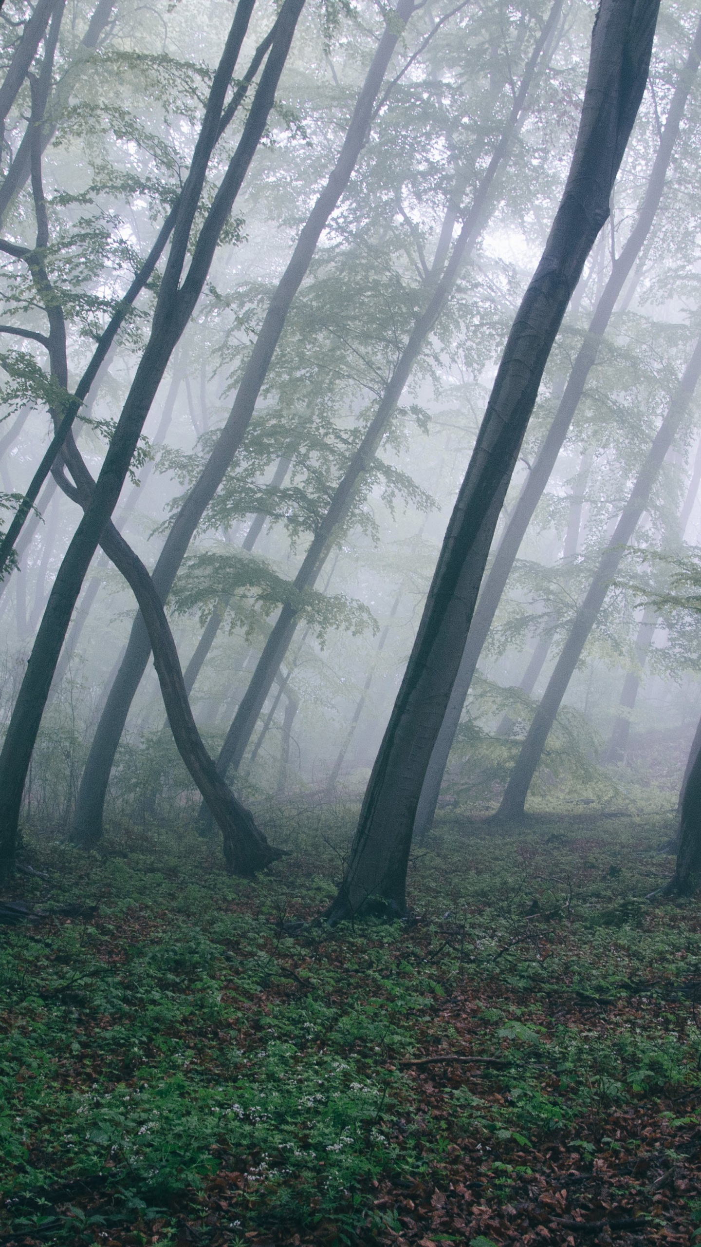 Обои лес, лесистая местность, дерево, дымка, художественный музей в разрешении 1440x2560