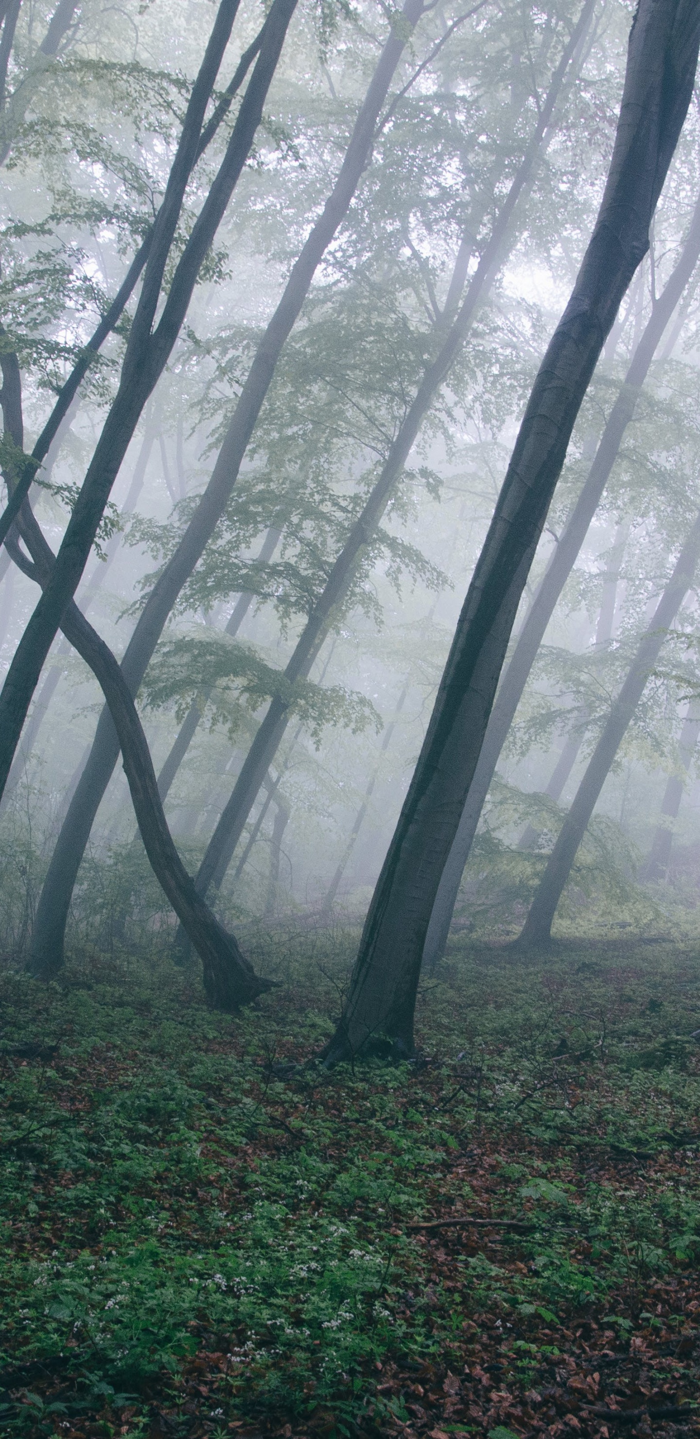Обои лес, лесистая местность, дерево, дымка, художественный музей в разрешении 1440x2960