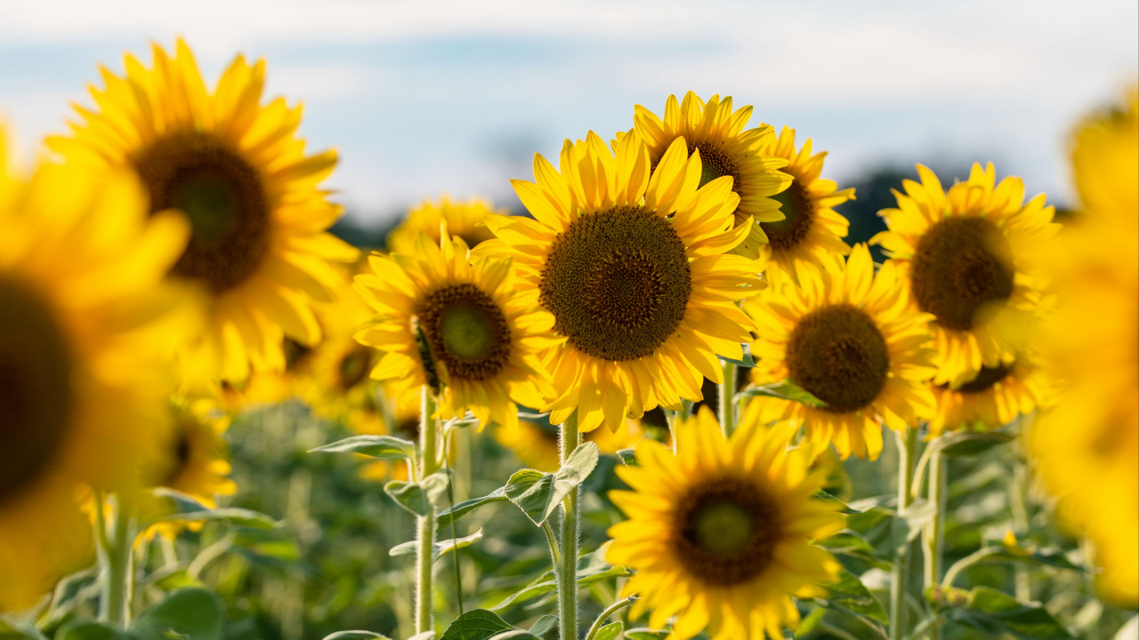 Обои семя подсолнечника, общие подсолнуха, цветок, растение, облако в разрешении 1280x720