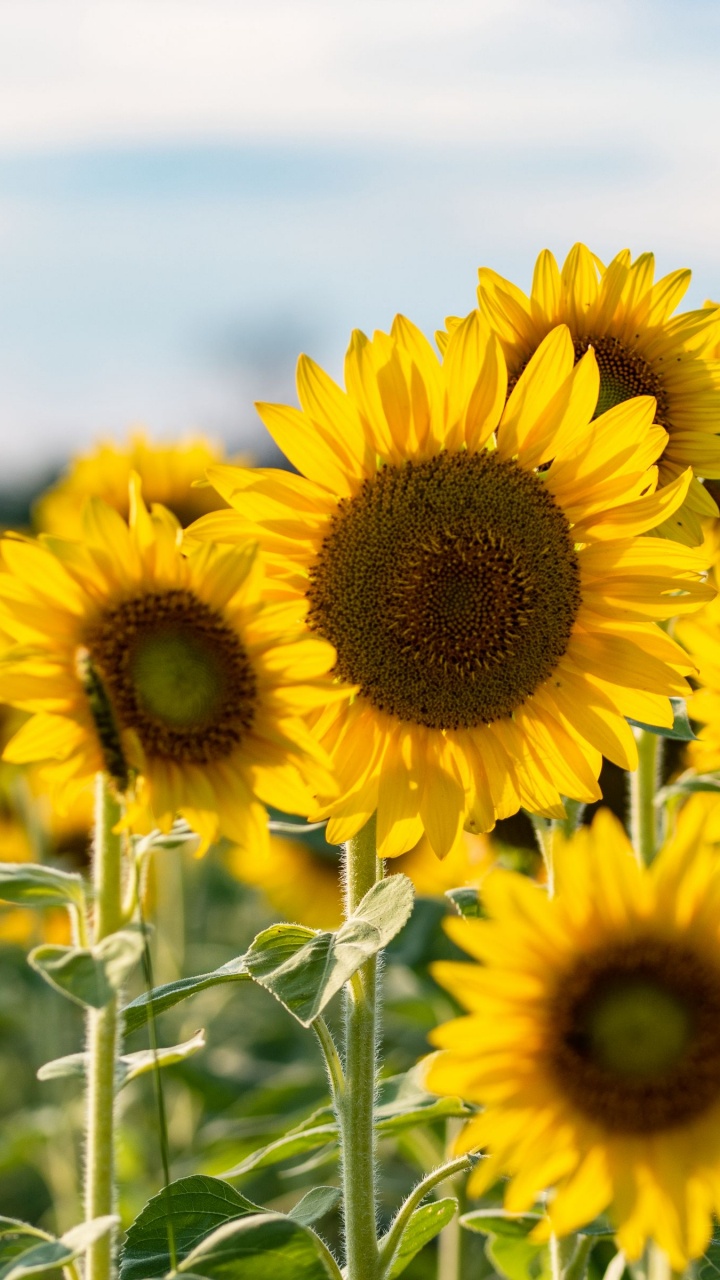 Обои семя подсолнечника, общие подсолнуха, цветок, растение, облако в разрешении 720x1280