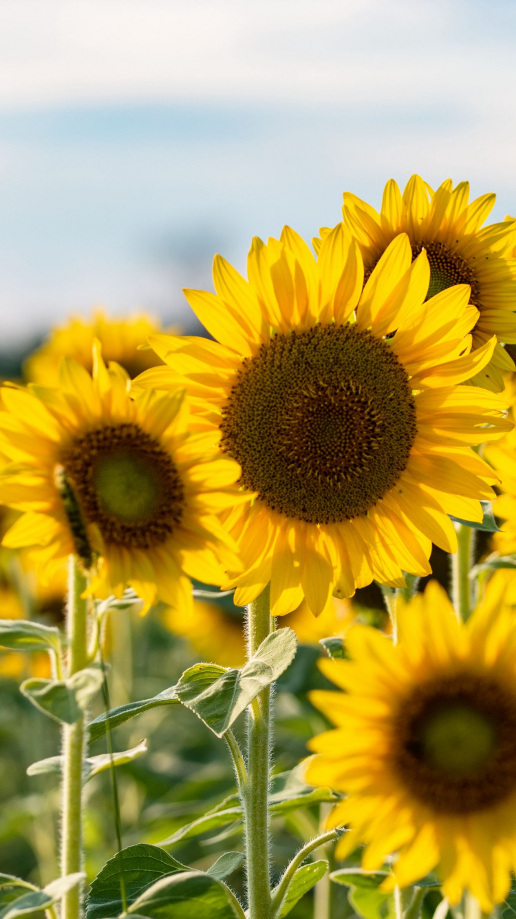 Обои семя подсолнечника, общие подсолнуха, цветок, растение, облако в разрешении 750x1334