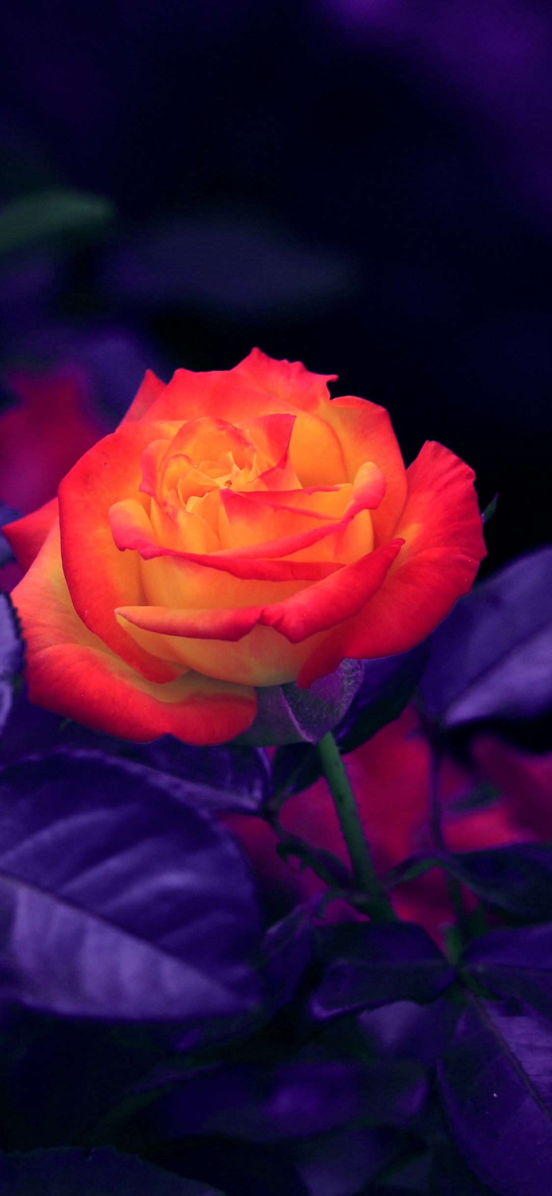 Обои Роза, Апельсин, цветок, цветковое растение, синий в разрешении 1125x2436