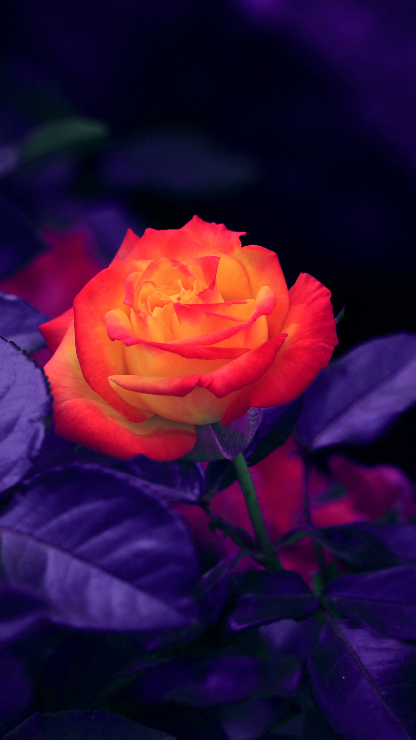 Обои Роза, Апельсин, цветок, цветковое растение, синий в разрешении 1440x2560