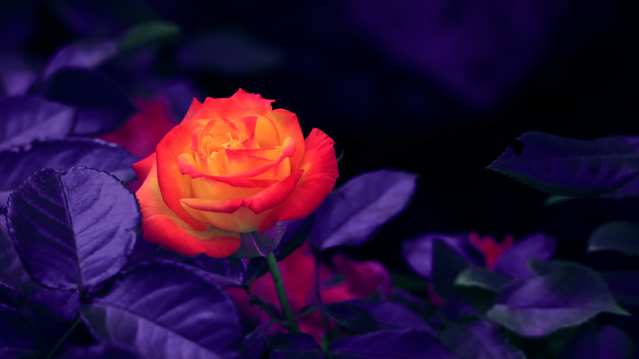 Обои Роза, Апельсин, цветок, цветковое растение, синий в разрешении 2560x1440