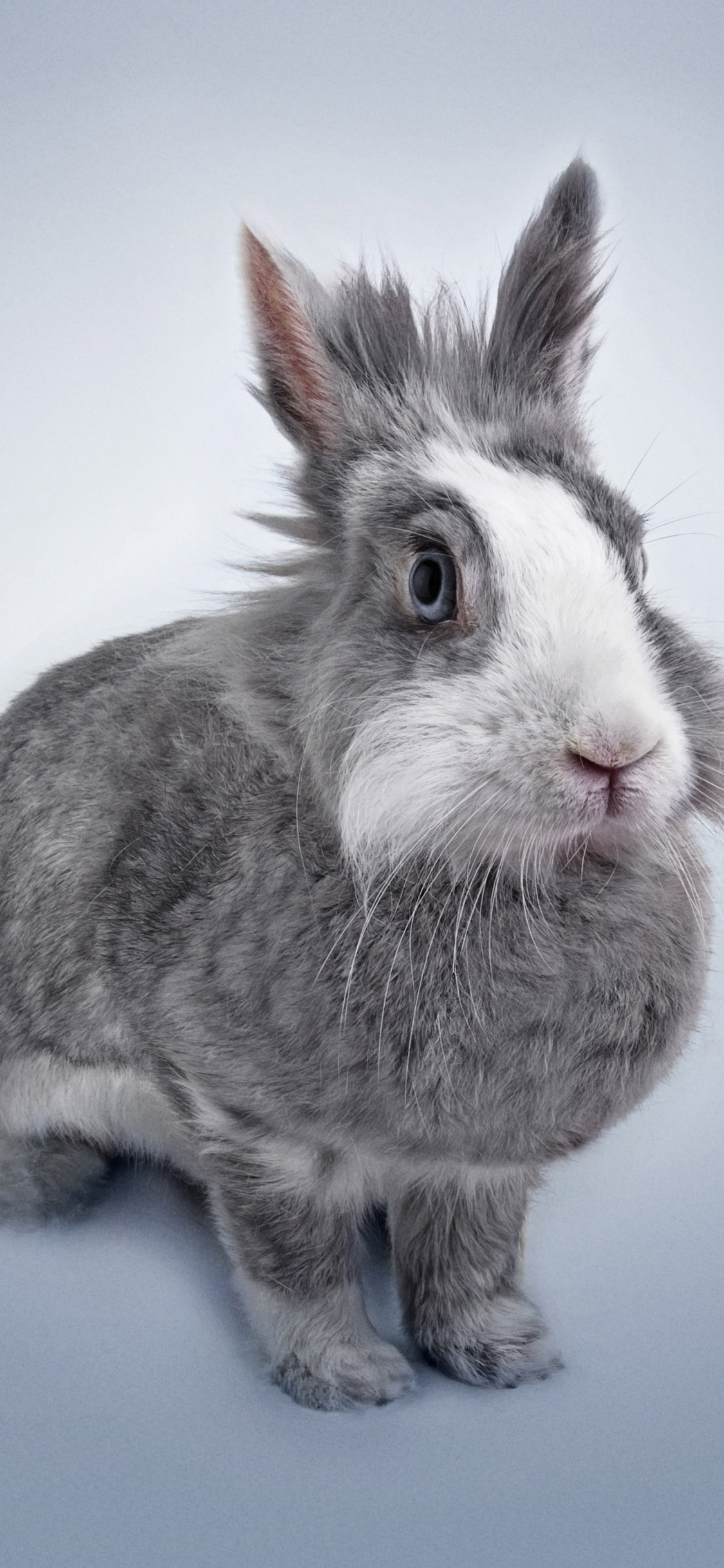 Обои кролик, Кролики и зайцы, нос, морда, бакенбарды в разрешении 1125x2436