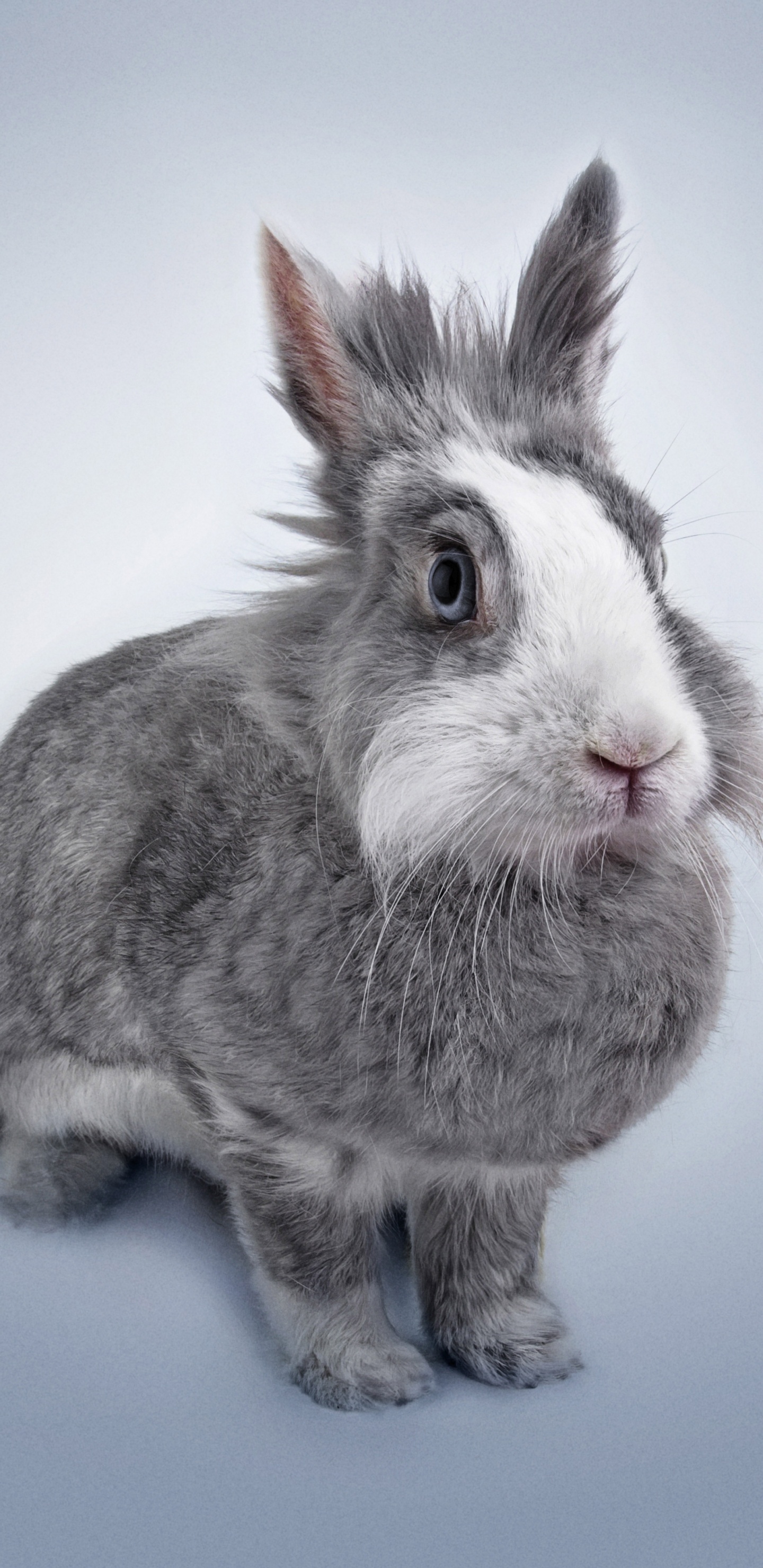 Обои кролик, Кролики и зайцы, нос, морда, бакенбарды в разрешении 1440x2960