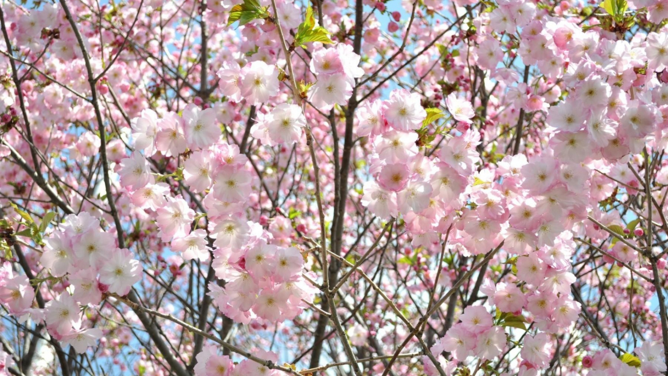 Обои растение, весна, ветвь, розовый, дерево в разрешении 1366x768
