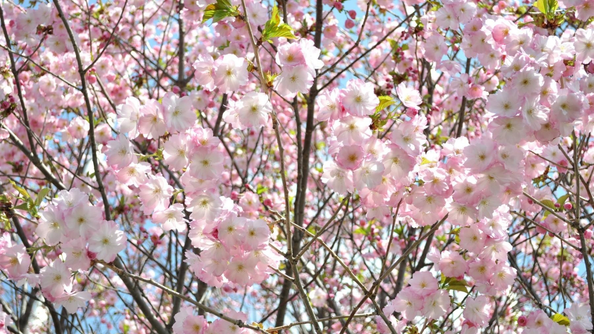 Обои растение, весна, ветвь, розовый, дерево в разрешении 1920x1080