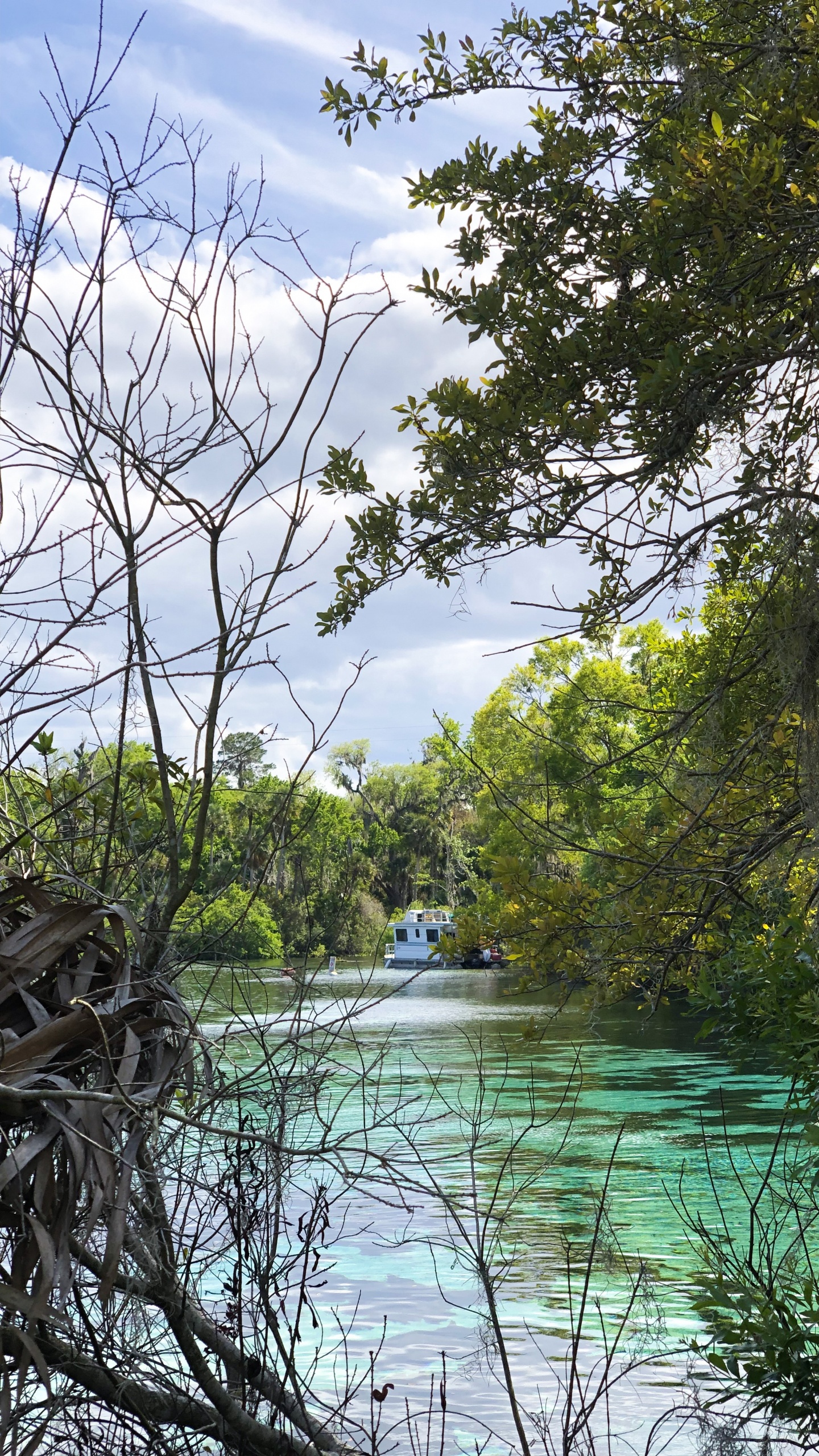 Обои вода, природа, растительность, ветвь, природный ландшафт в разрешении 1440x2560