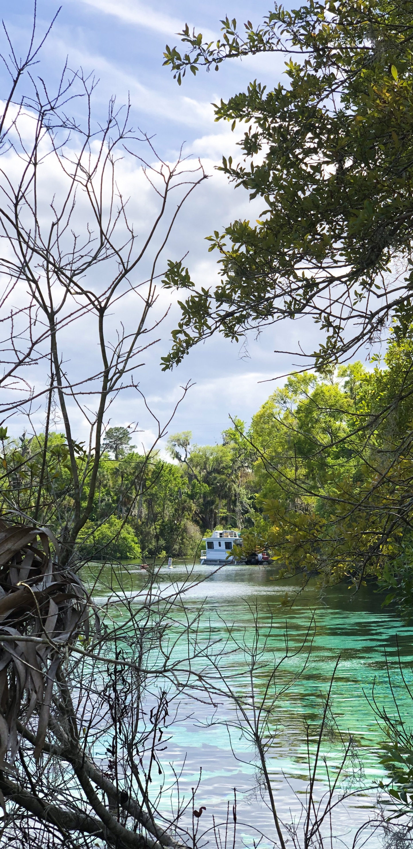 Обои вода, природа, растительность, ветвь, природный ландшафт в разрешении 1440x2960
