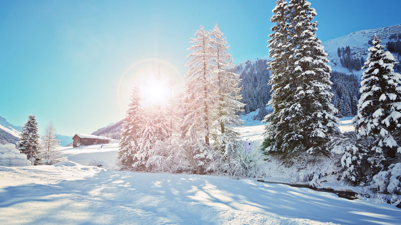 Обои ель, снег, зима, дерево, замораживание в разрешении 1280x720