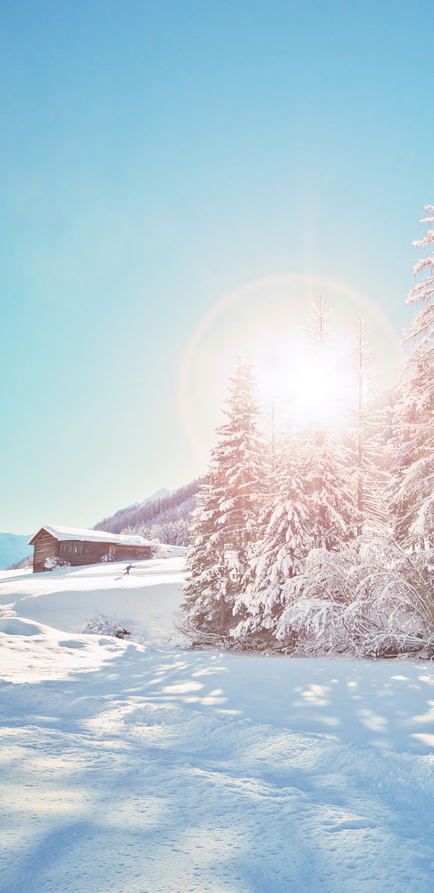 Обои ель, снег, зима, дерево, замораживание в разрешении 1440x2960