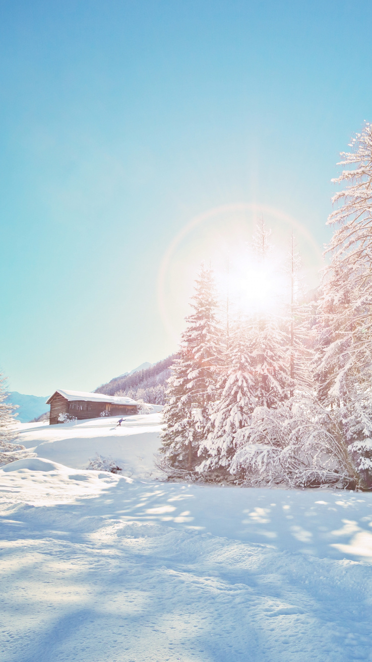 Обои ель, снег, зима, дерево, замораживание в разрешении 750x1334