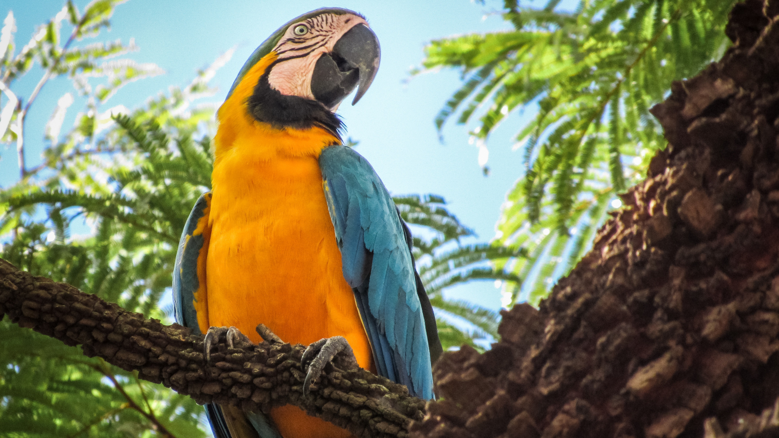 Обои гиацинтовый Ара, Ара, птица, клюв, попугай в разрешении 2560x1440