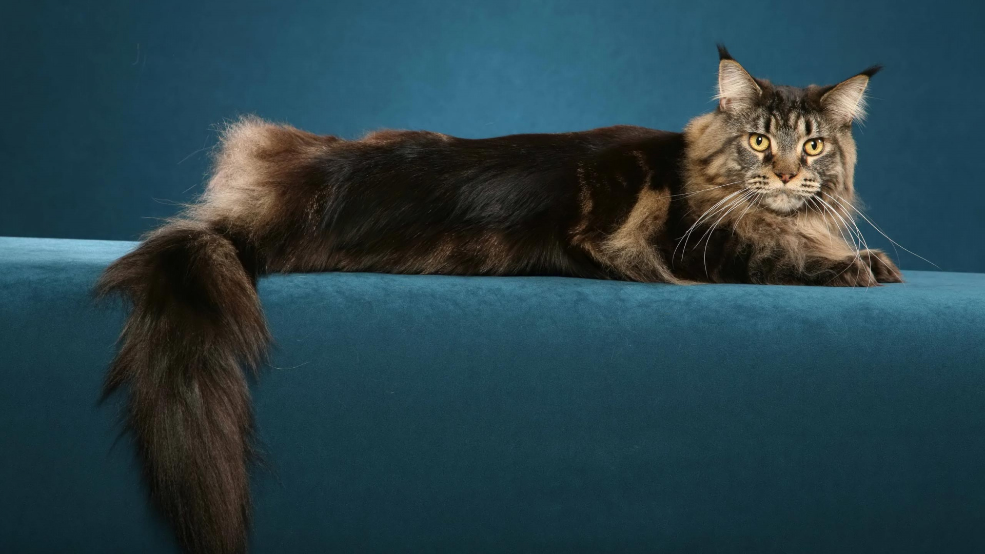 Обои мейн кун, котенок, норвежский лесной кот, хвост, персидская кошка в разрешении 1920x1080