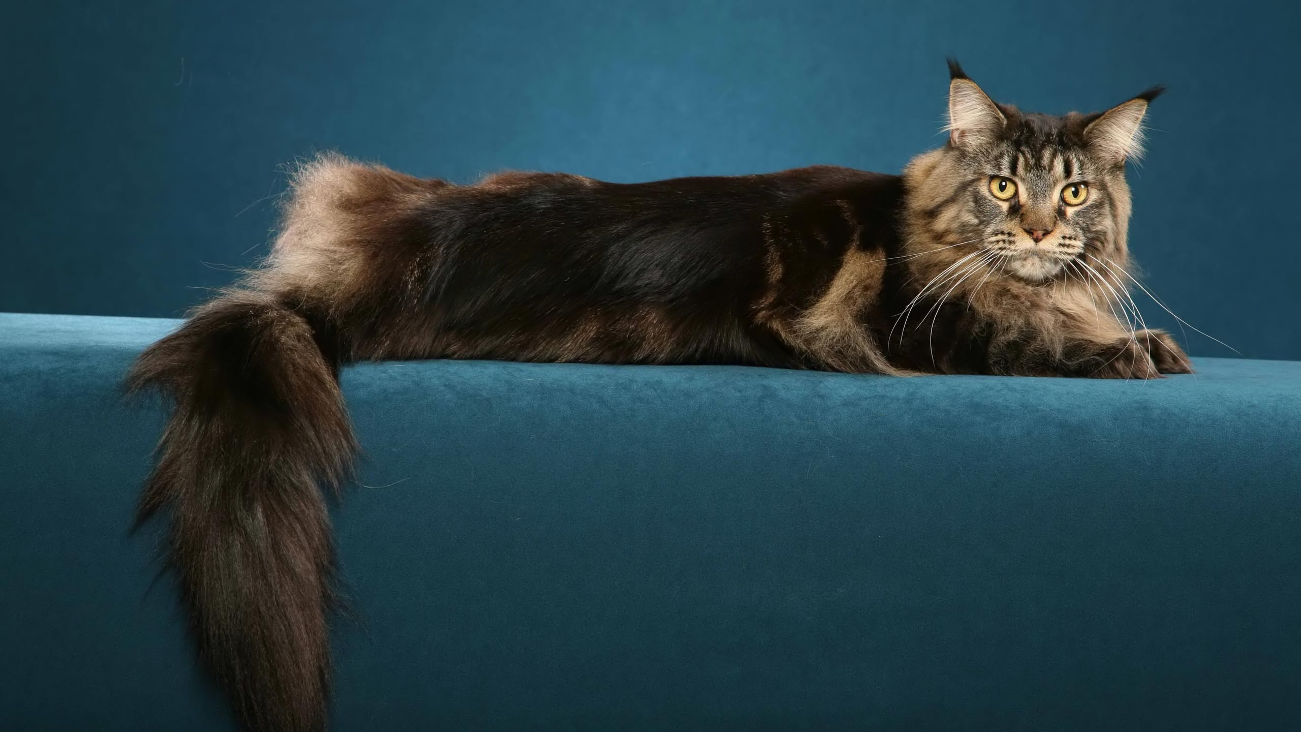 Обои мейн кун, котенок, норвежский лесной кот, хвост, персидская кошка в разрешении 2560x1440