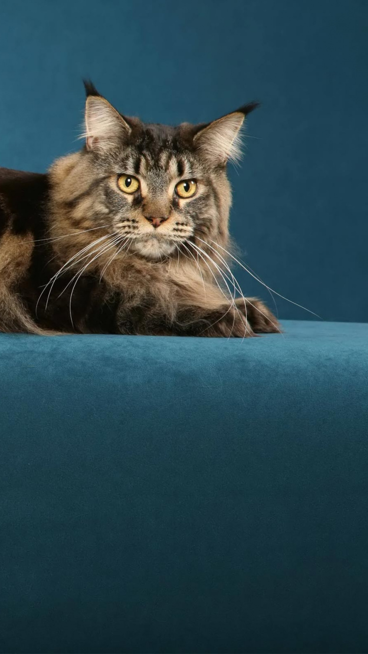 Обои мейн кун, котенок, норвежский лесной кот, хвост, персидская кошка в разрешении 750x1334