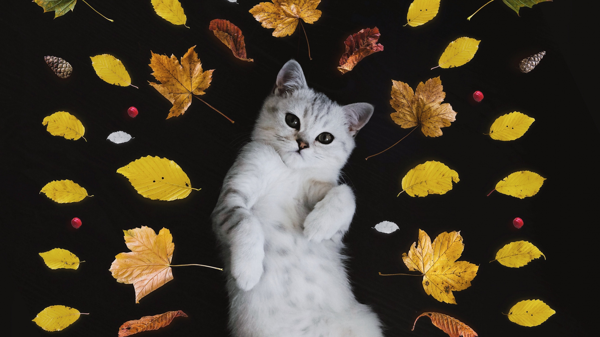 Обои кот, датский дог, гуманное общество долины гуронов, биколор кошка, растение в разрешении 1920x1080