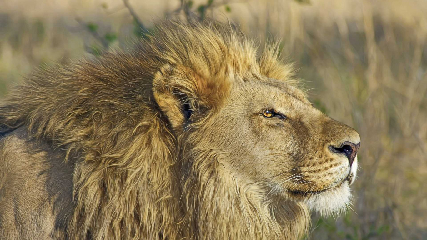 Обои большая кошка, Лев, живая природа, масаи Лев, наземные животные в разрешении 1366x768