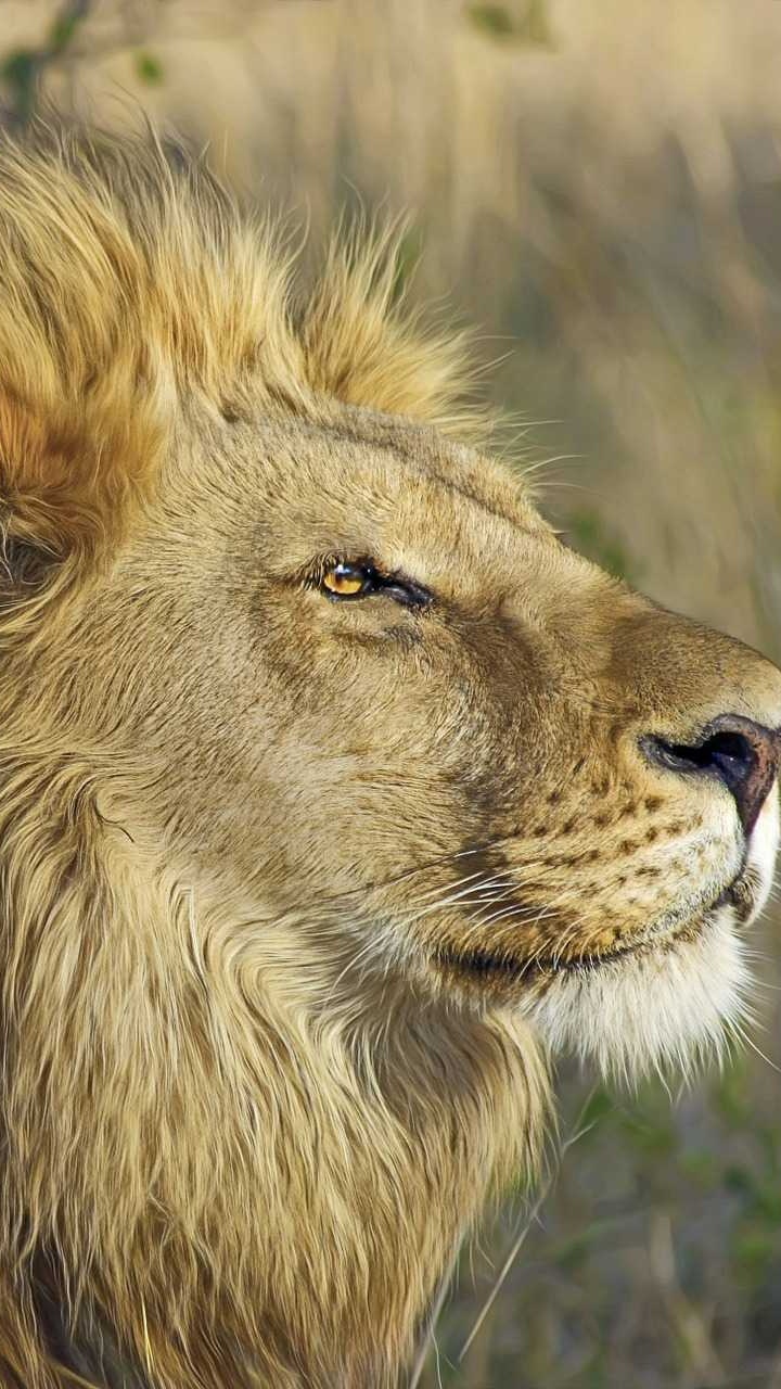 Обои большая кошка, Лев, живая природа, масаи Лев, наземные животные в разрешении 720x1280