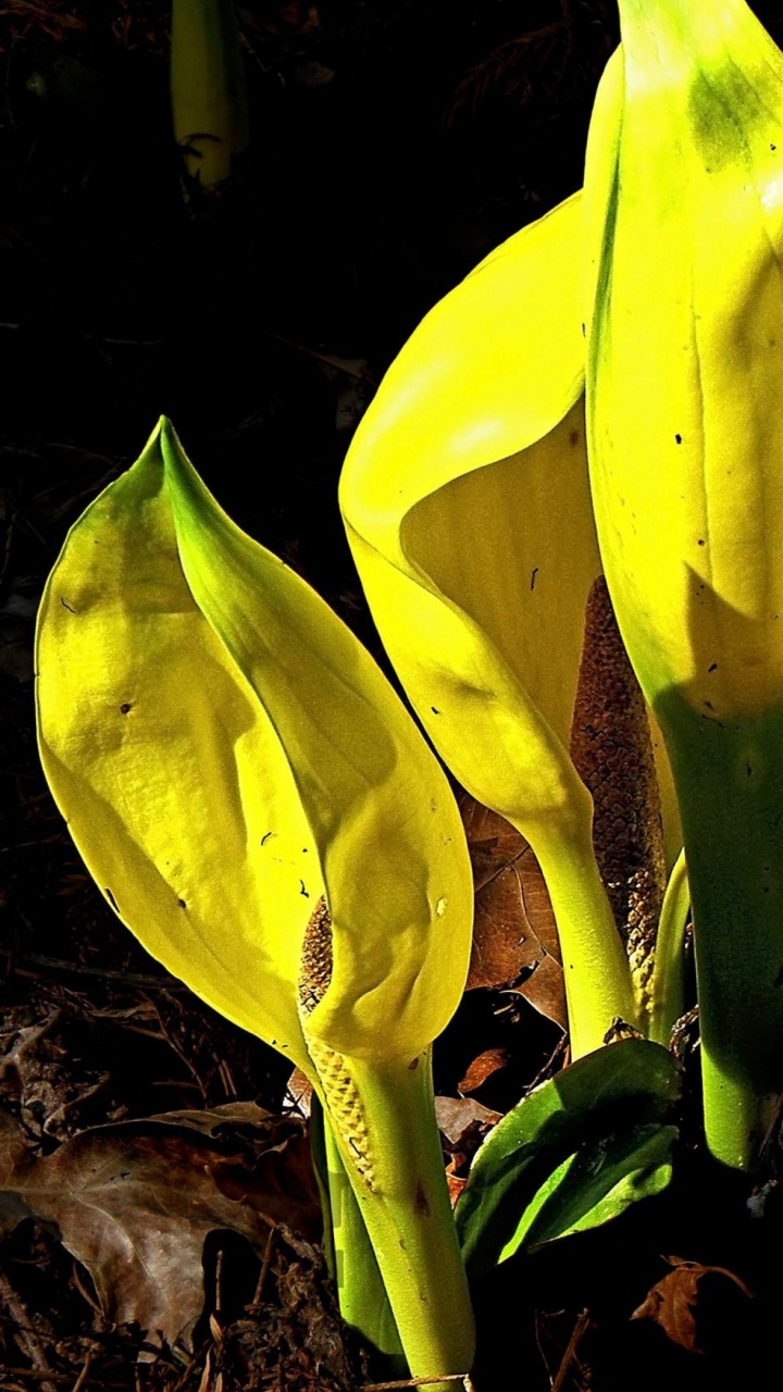 Обои стебель растения, желтый, полевой цветок, растение, Блум в разрешении 720x1280