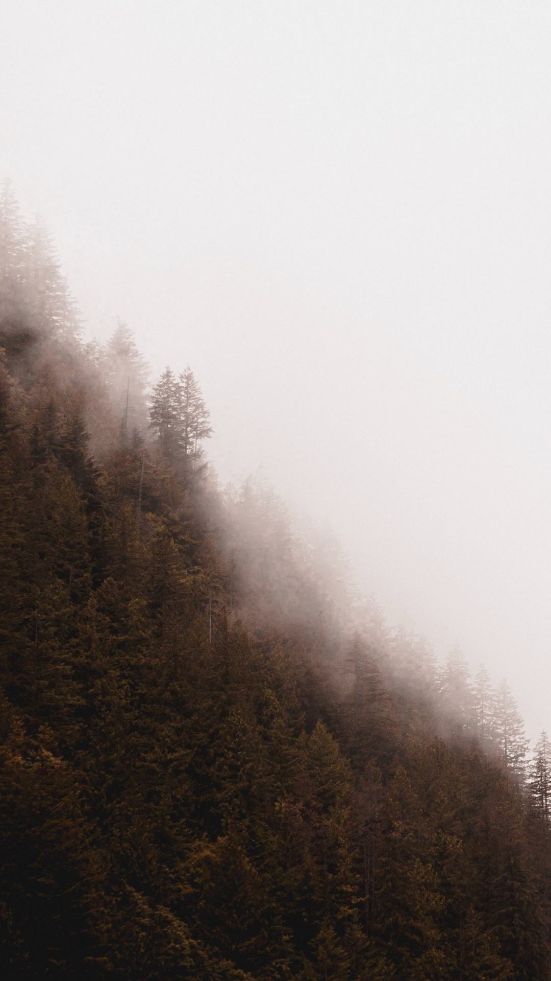 Обои дымка, туман, дерево, мгла, утро в разрешении 1080x1920