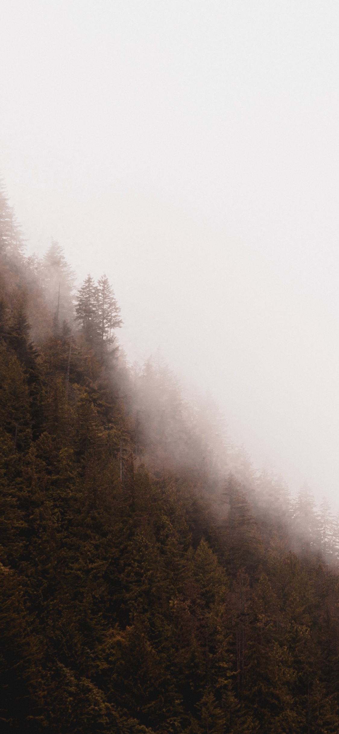 Обои дымка, туман, дерево, мгла, утро в разрешении 1125x2436