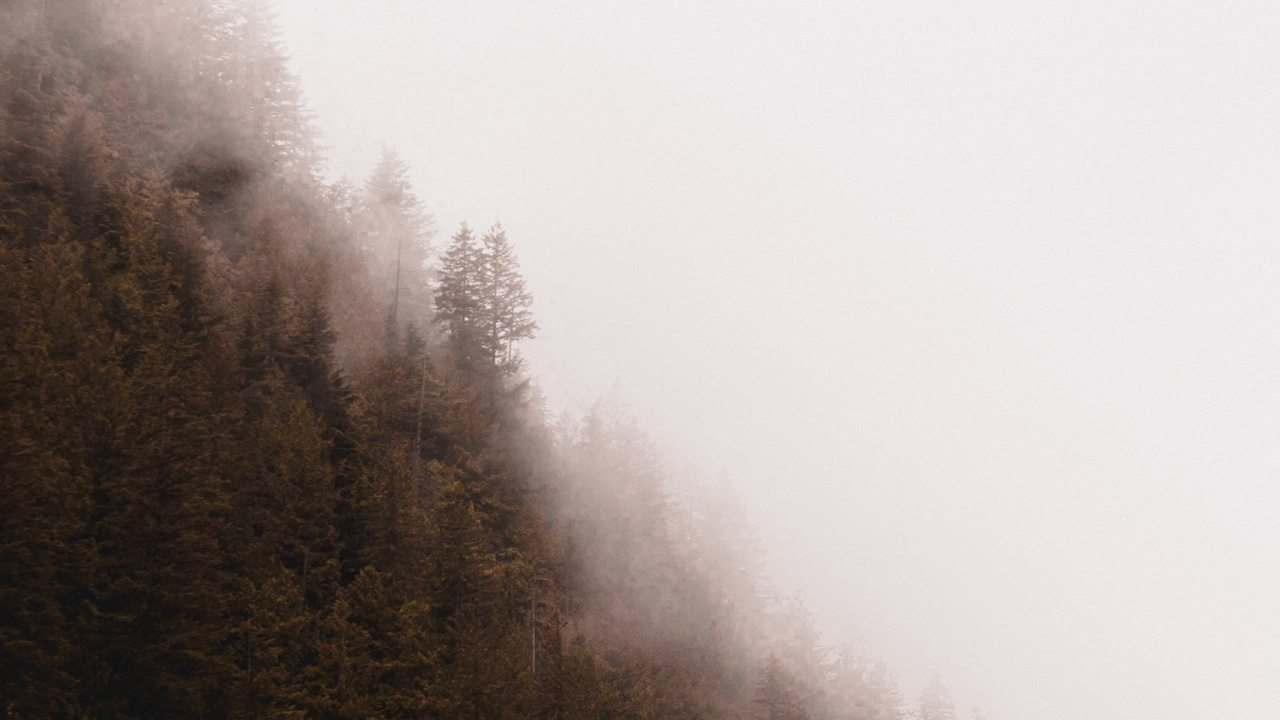 Обои дымка, туман, дерево, мгла, утро в разрешении 1280x720