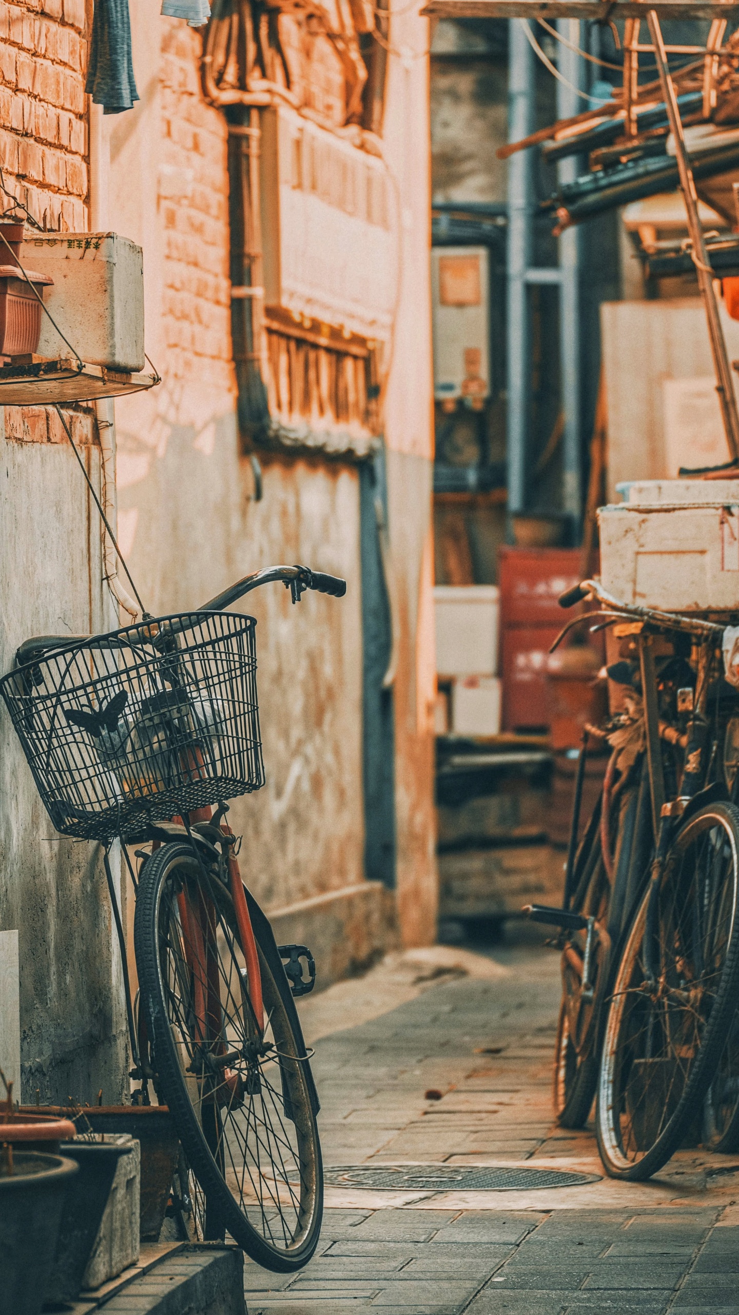 Обои аллея, велосипед, колесо, шина, передняя и задняя стойка велосипеда в разрешении 1440x2560