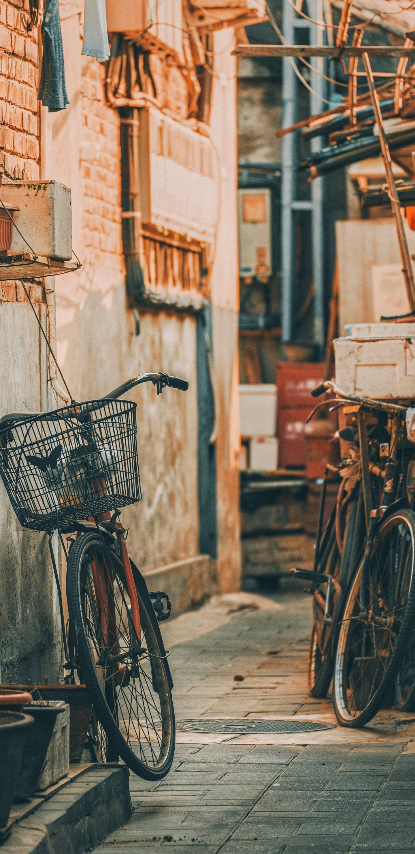 Обои аллея, велосипед, колесо, шина, передняя и задняя стойка велосипеда в разрешении 1440x2960