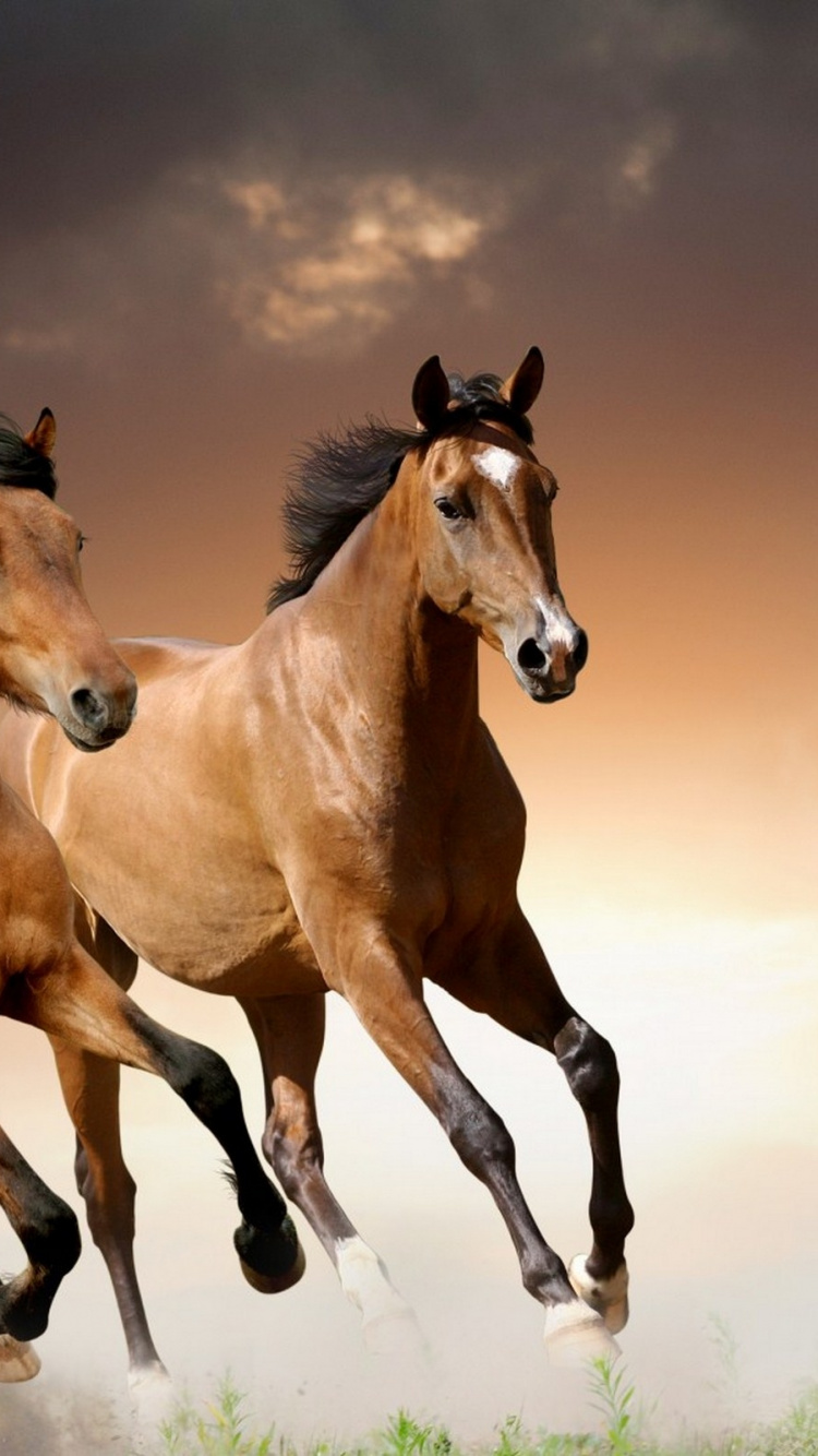 Обои жеребец, Мустанг лошадь, живая природа, грива, кобыла в разрешении 750x1334