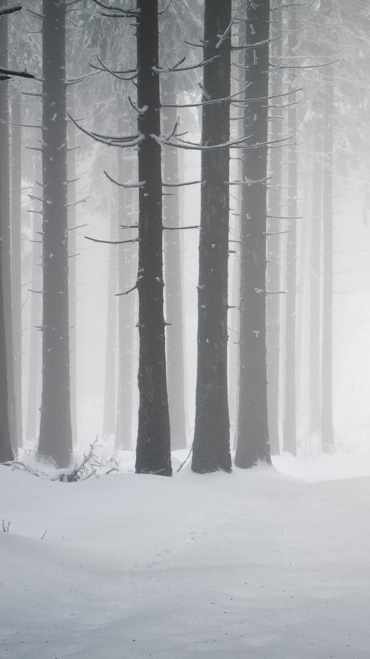 Обои лес, зима, дерево, снег, замораживание в разрешении 750x1334