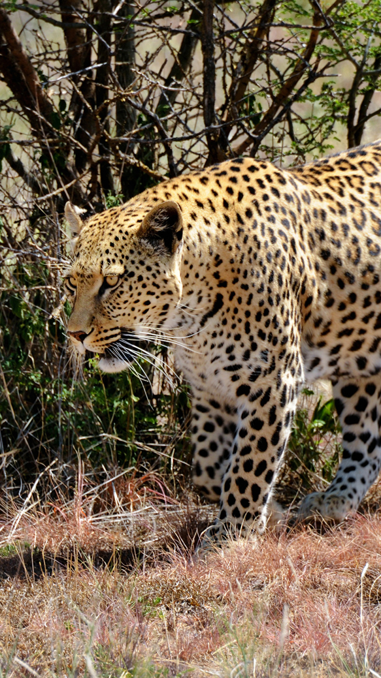 Обои Гепард, Ягуар, большая кошка, наземные животные, живая природа в разрешении 750x1334