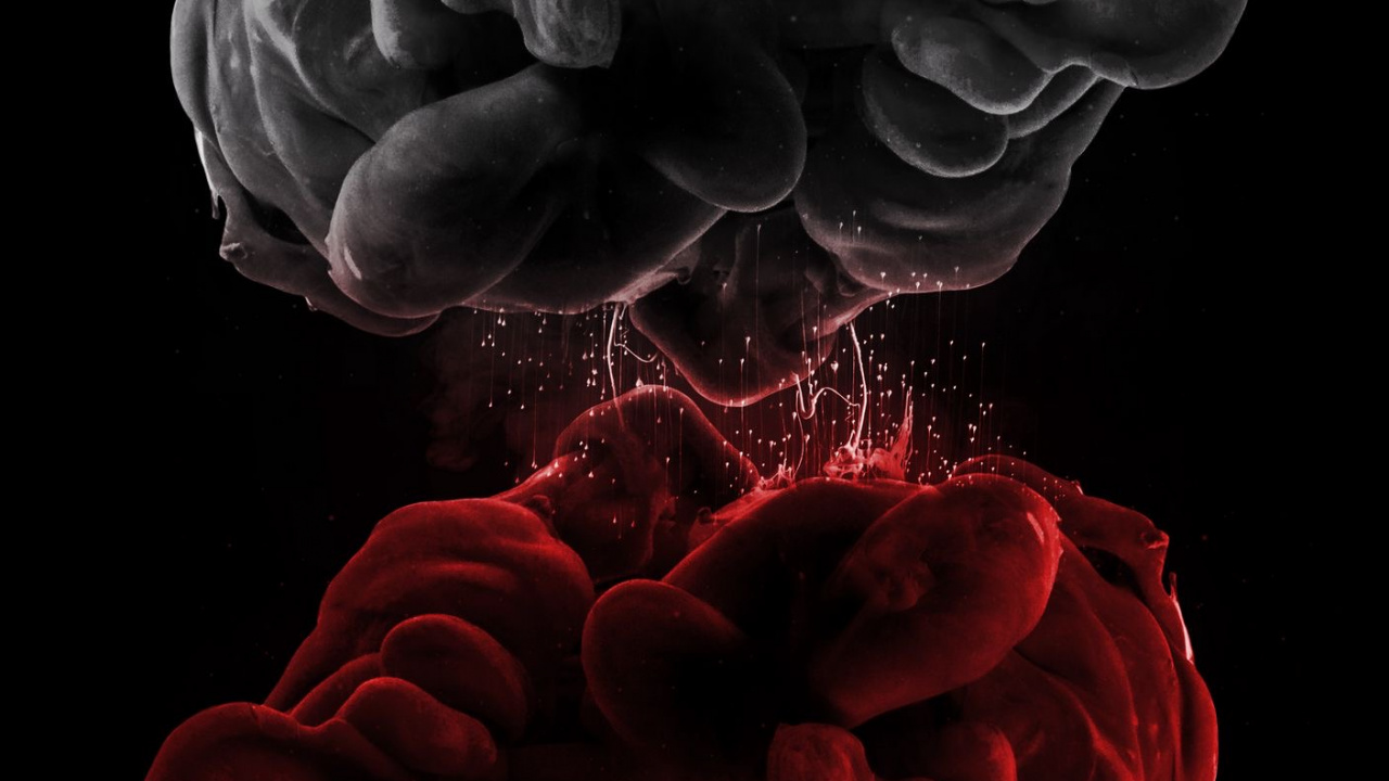 Обои лепесток, газ, узор, темнота, семья Роуз в разрешении 1280x720