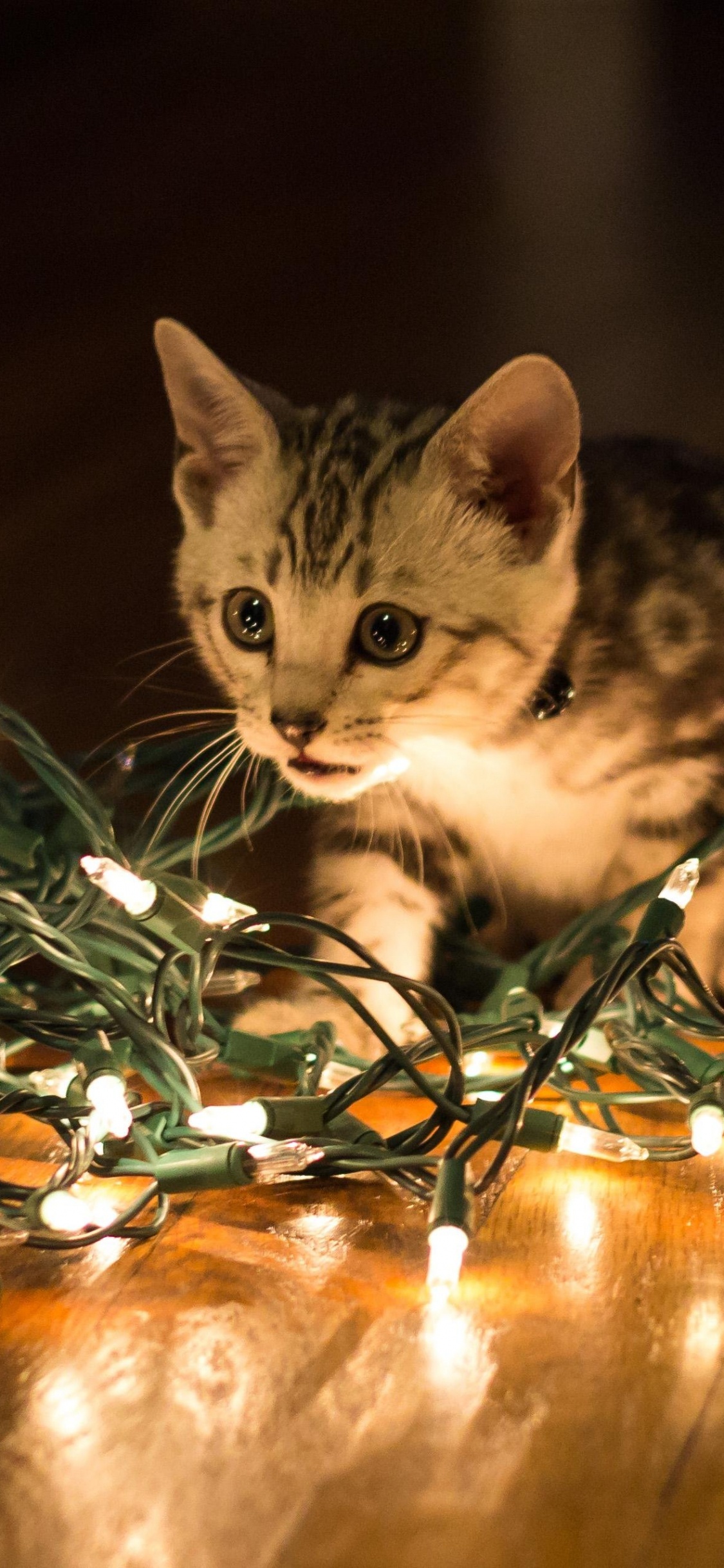 Обои кот, котенок, Рождественский день, бакенбарды, Рождество в разрешении 1125x2436