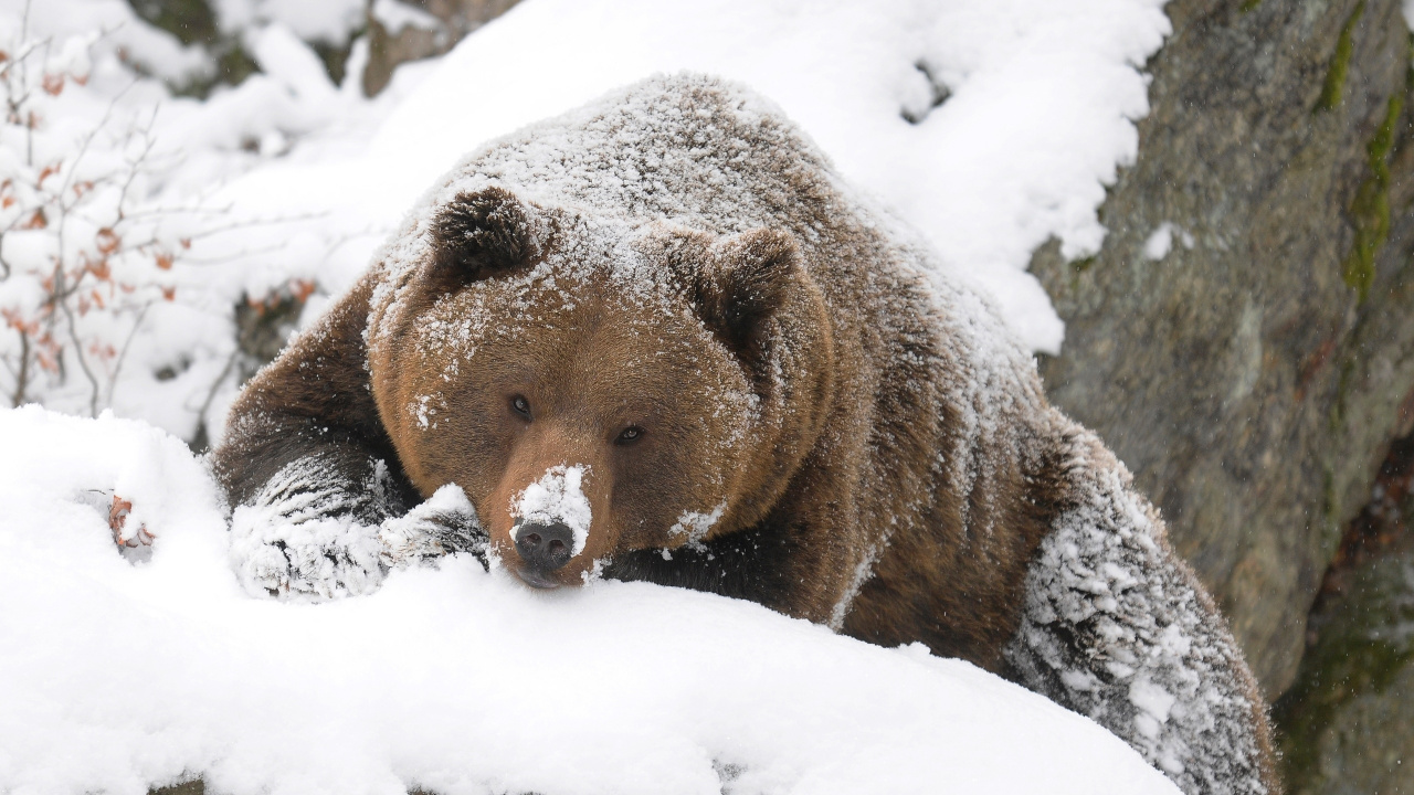 Обои белый медведь, Гризли, медведь, бурый медведь, наземные животные в разрешении 1280x720