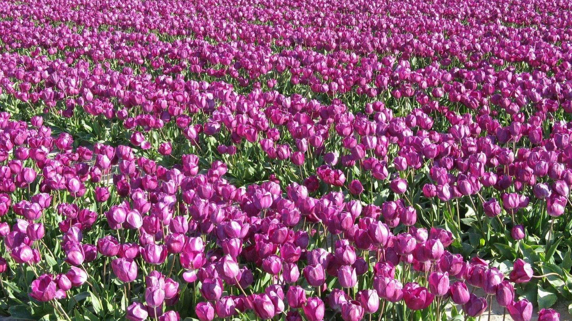 Обои весна, цветковое растение, пурпурный цвет, пурпур, Ботанический сад в разрешении 1920x1080