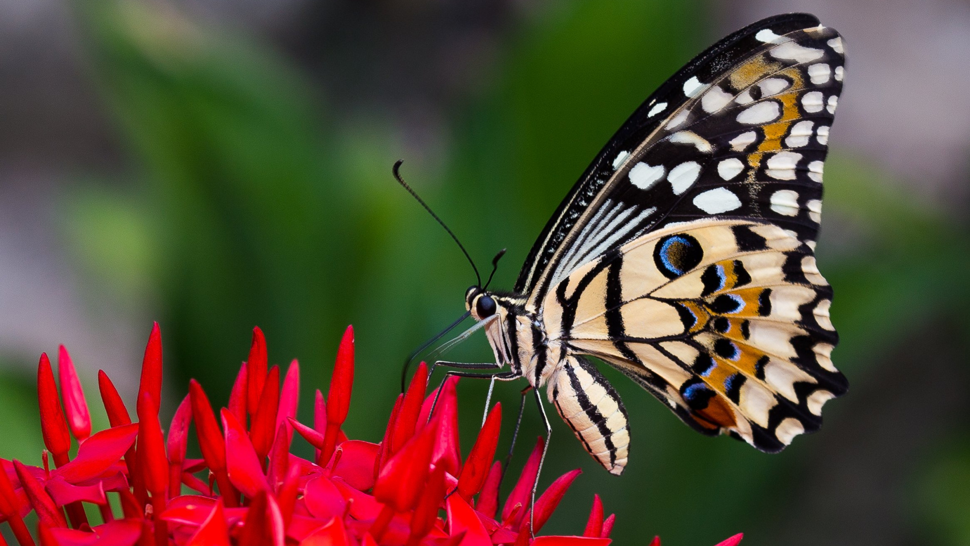 Обои насекомое, бабочкамонарх, мотыльки и бабочки, бабочка, беспозвоночных в разрешении 1920x1080