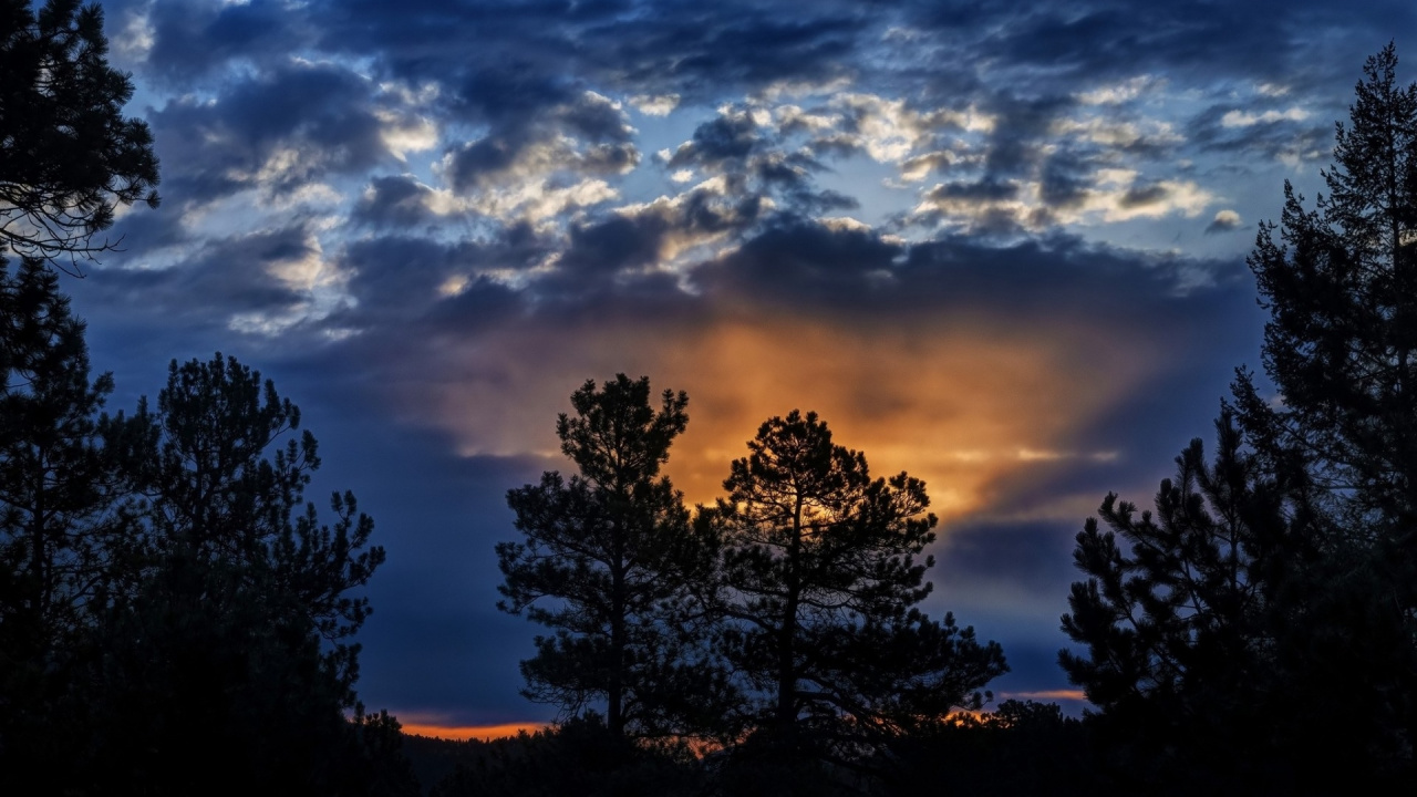 Обои облако, атмосфера, дерево, природа, ветвь в разрешении 1280x720