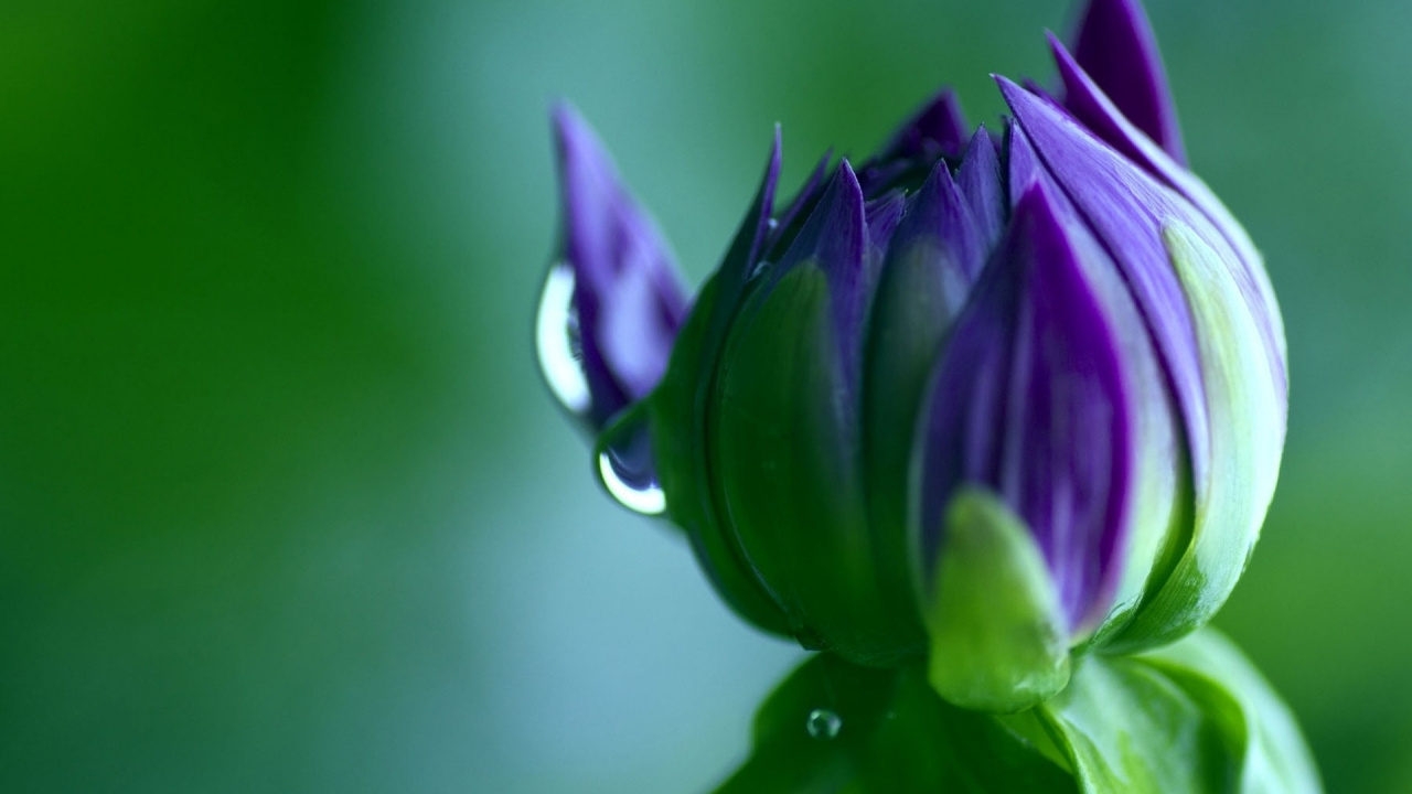 Обои лепесток, расцвет, пурпур, вода, зеленый в разрешении 1280x720