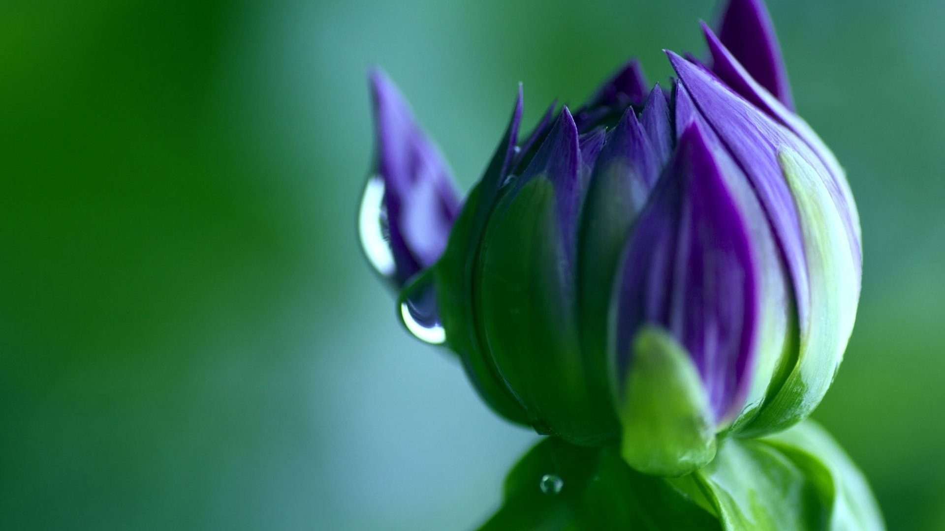 Обои лепесток, расцвет, пурпур, вода, зеленый в разрешении 1920x1080