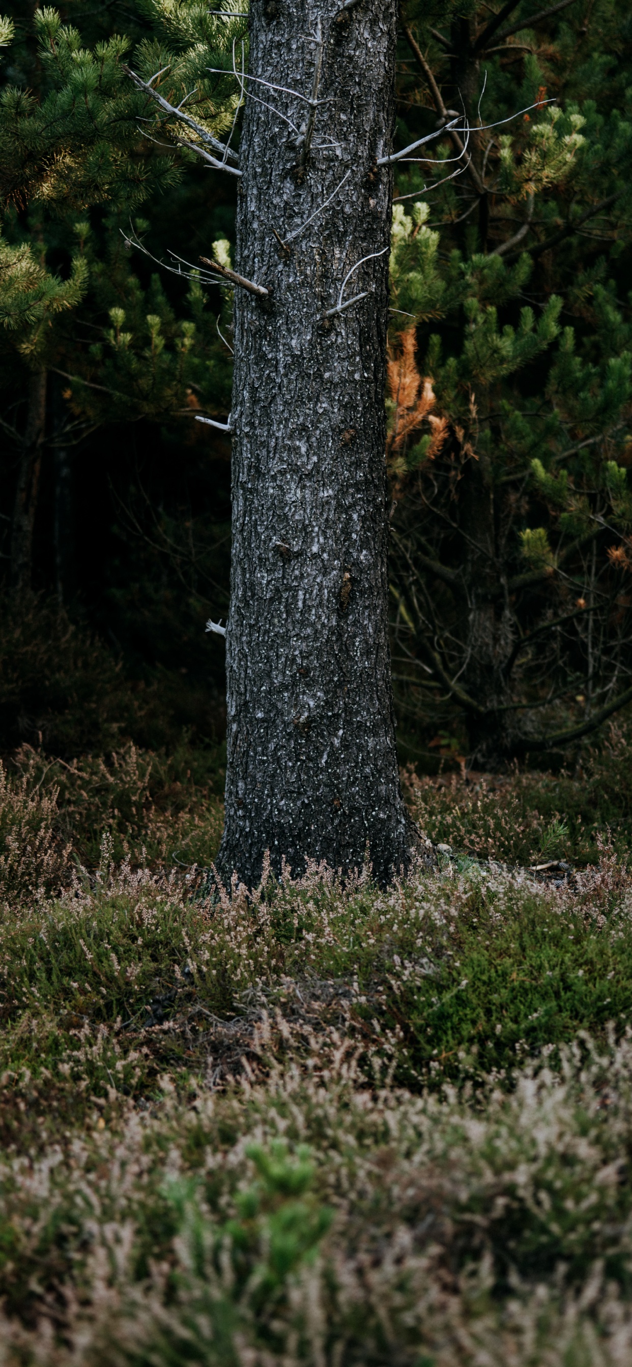 Обои лесистая местность, биом, ель, растительность, природный заповедник в разрешении 1242x2688