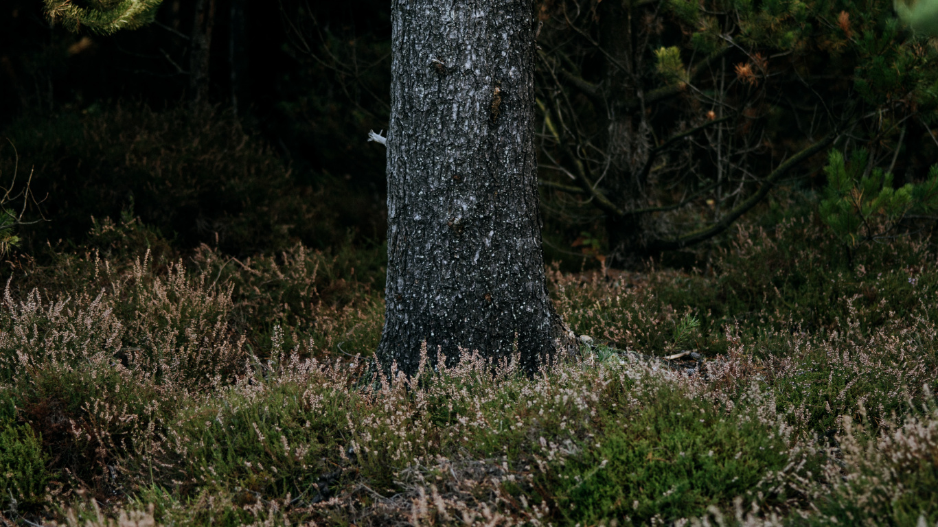 Обои лесистая местность, биом, ель, растительность, природный заповедник в разрешении 1366x768