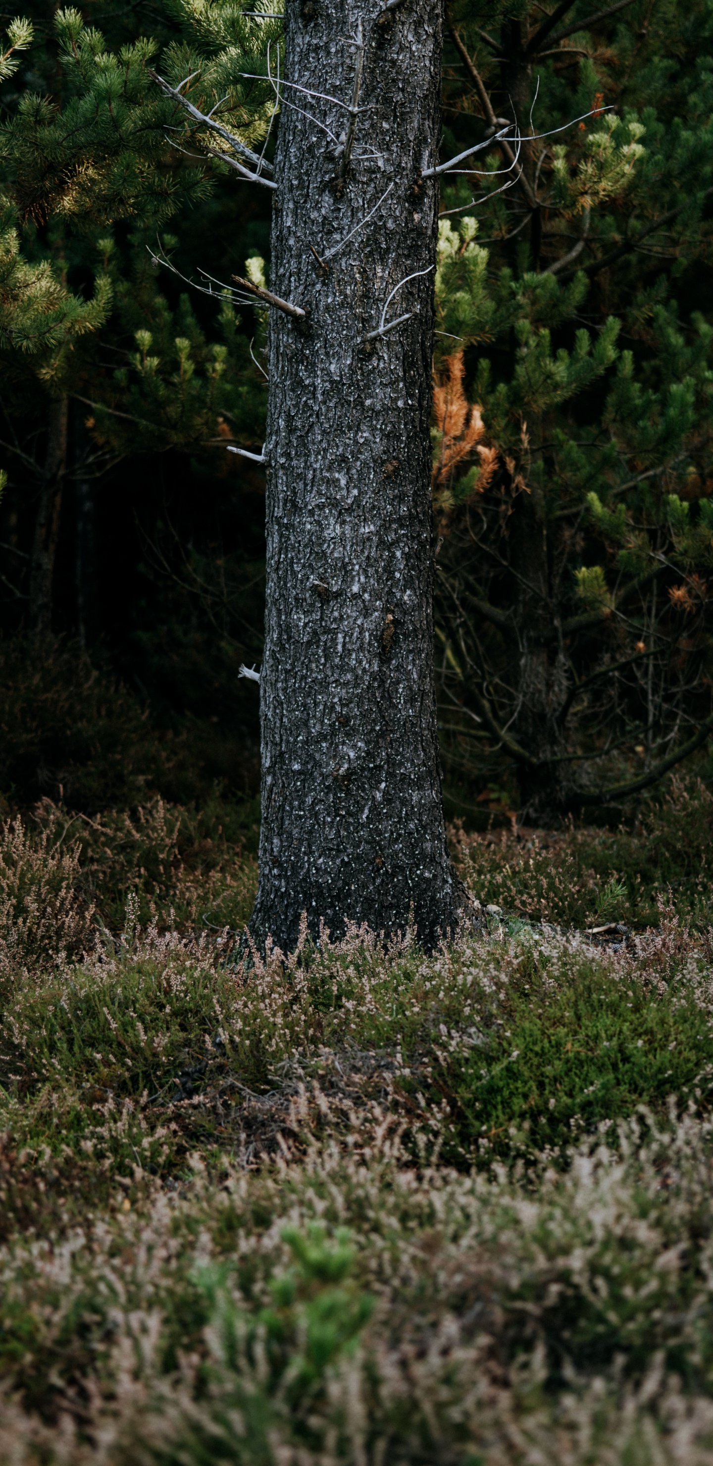 Обои лесистая местность, биом, ель, растительность, природный заповедник в разрешении 1440x2960