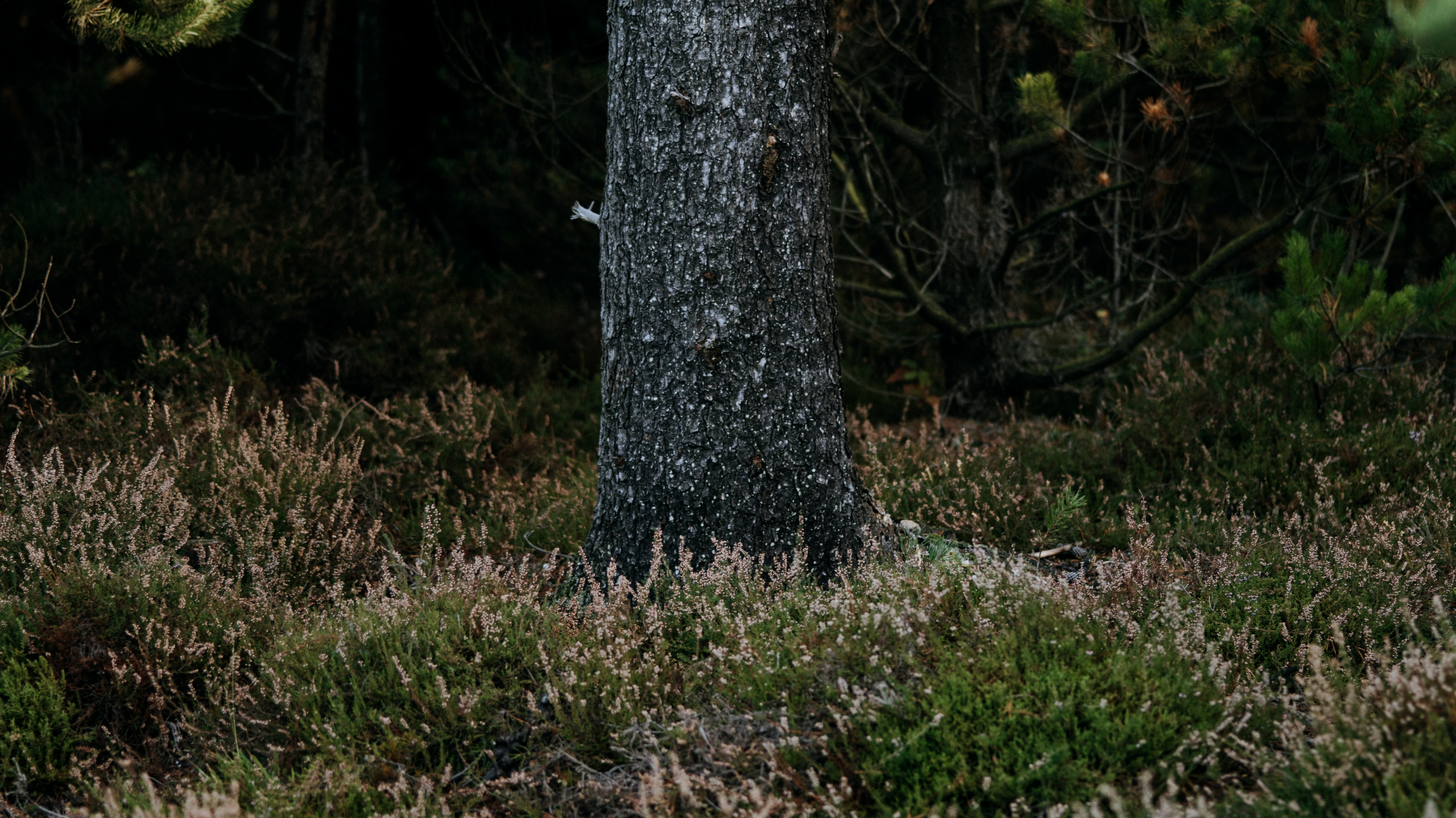 Обои лесистая местность, биом, ель, растительность, природный заповедник в разрешении 2560x1440