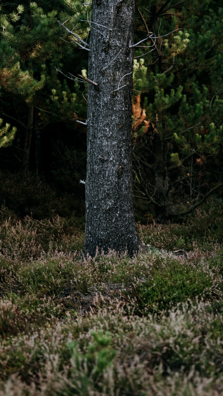 Обои лесистая местность, биом, ель, растительность, природный заповедник в разрешении 720x1280