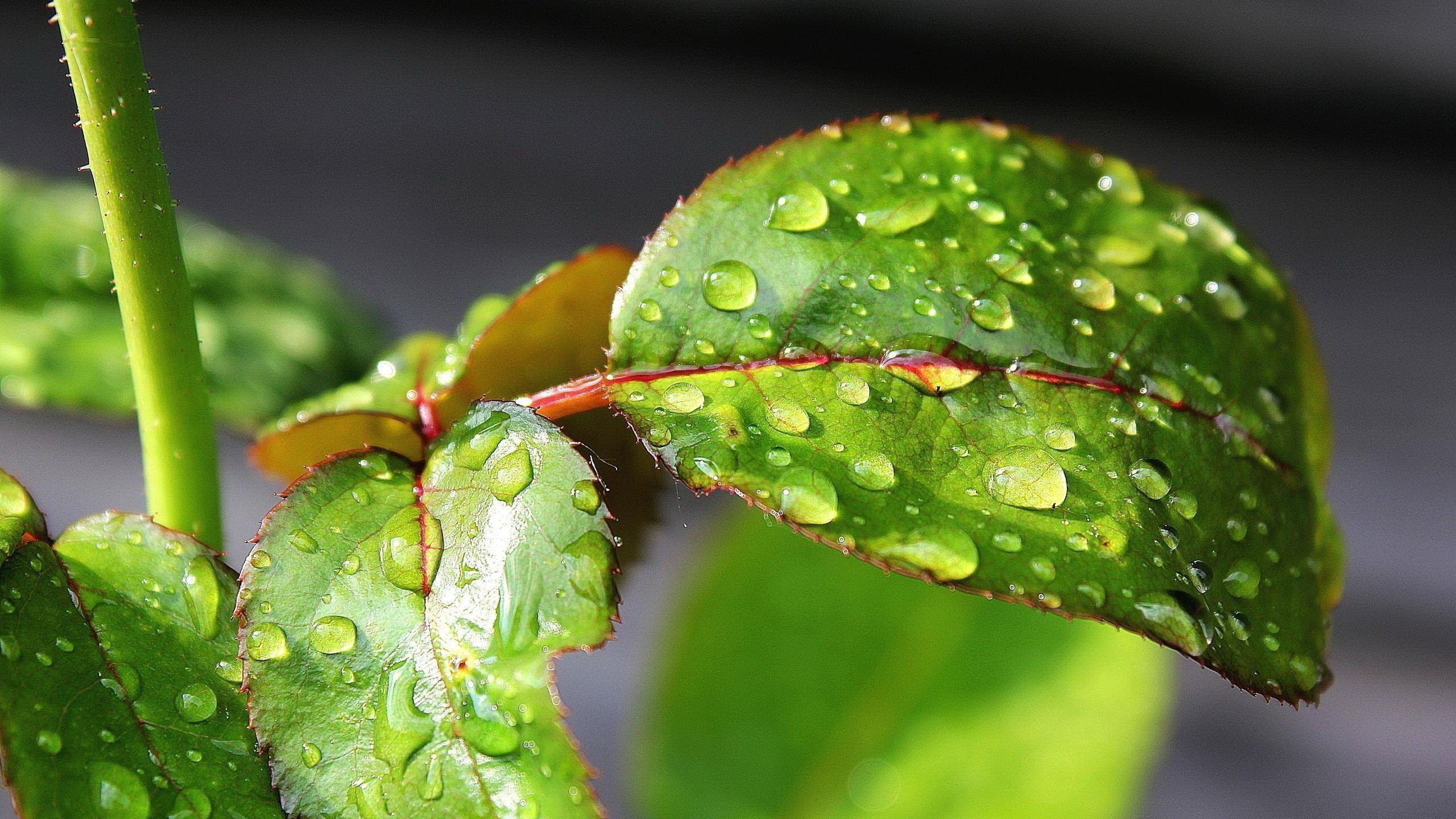 Обои роса, влага, вода, зеленый, падение в разрешении 2560x1440