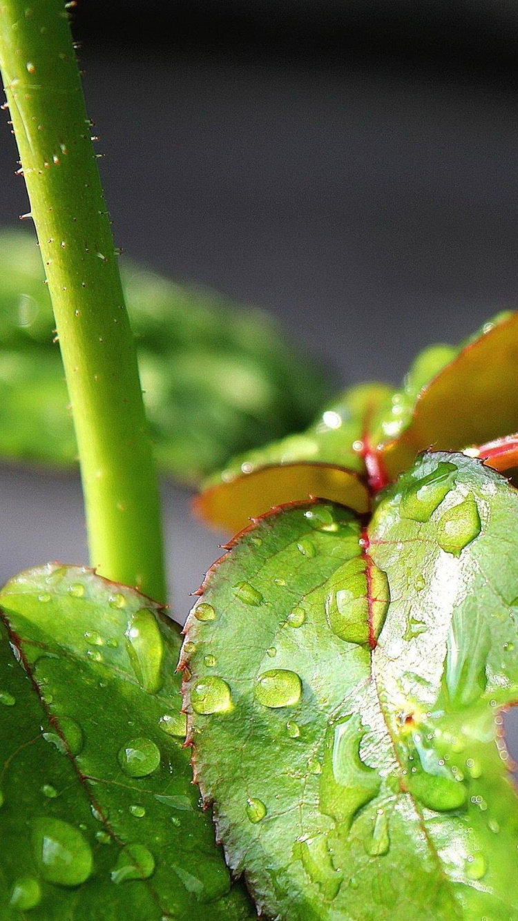 Обои роса, влага, вода, зеленый, падение в разрешении 750x1334