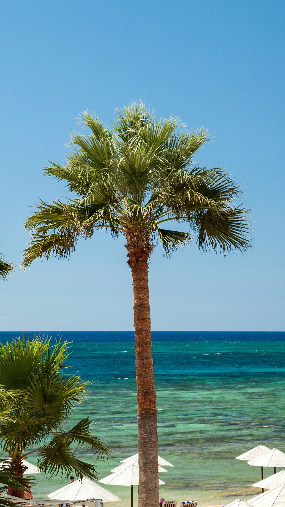 Обои пляж, море, дерево, Пальма, растительность в разрешении 1080x1920