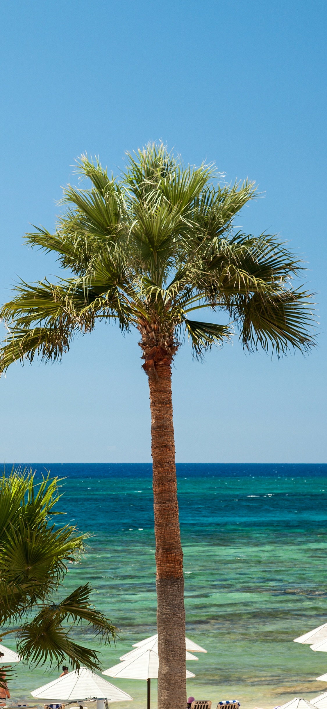 Обои пляж, море, дерево, Пальма, растительность в разрешении 1125x2436